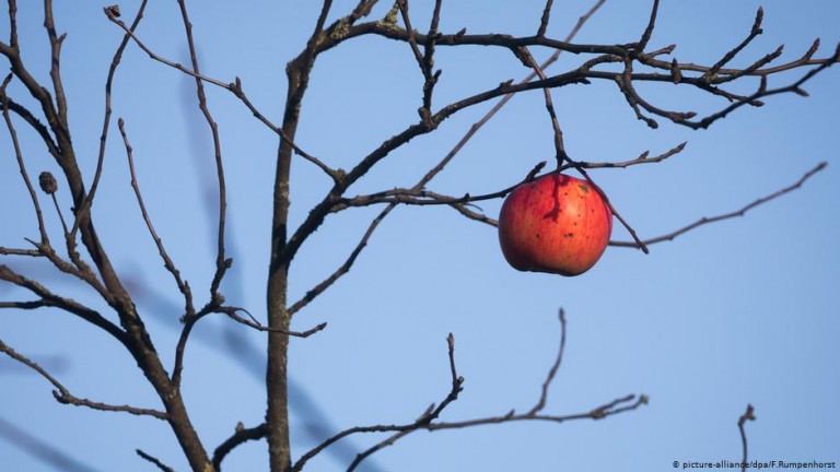 Γερμανία – Αυξήθηκαν οι κλοπές φρούτων κατά την πανδημία