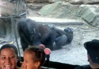 Απίστευτες εικόνες σε ζωολογικό κήπο – Γορίλας κάνει στοματικό σεξ στη σύντροφό του και το απολαμβάνει