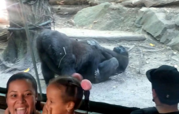 Απίστευτες εικόνες σε ζωολογικό κήπο – Γορίλας κάνει στοματικό σεξ στη σύντροφό του και το απολαμβάνει