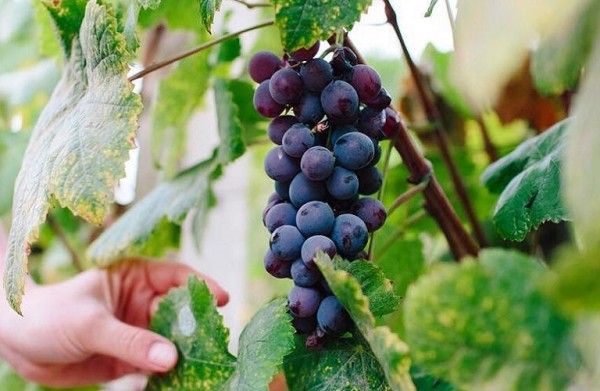 Ιταλία – Παραμένει πρώτη παραγωγός χώρα οίνου παρά τη μειωμένη συγκομιδή