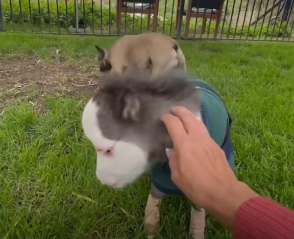 Το μικρότερο αλογάκι του κόσμου έχει μέγεθος μικρόσωμου σκύλου και δεν αντέχει χωρίς τον μπαμπά του