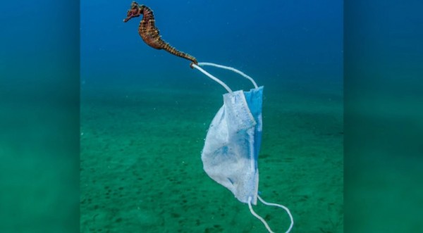 Ο ιππόκαμπος και η μάσκα του – Το ελληνικό καρέ που πάει για πρώτο βραβείο