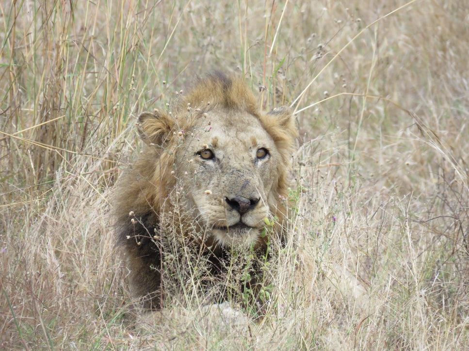 Αυτό είναι το πιο επικίνδυνο ζώο στην Αφρική - Επιτίθεται σε λιοντάρια και κροκόδειλους