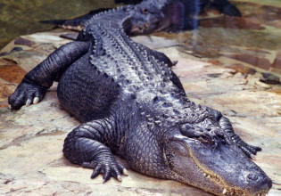 Απίθανο βίντεο – Κροκόδειλος επιτίθεται σε άνδρα στη Φλόριντα κι εκείνος τον παγιδεύει σε έναν κάδο σκουπιδιών