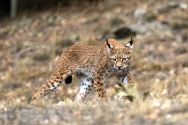 Σπάνιοι λύγκες φιλοξενούνται στον Αρκτούρο – Είδος που εξαφανίστηκε στην Ελλάδα