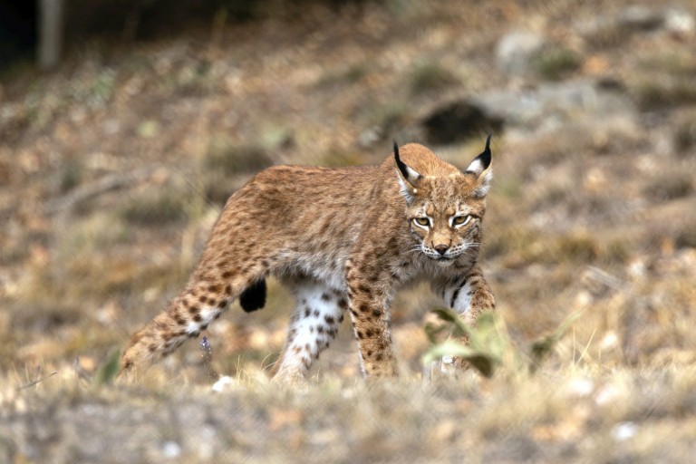Σπάνιοι λύγκες φιλοξενούνται στον Αρκτούρο – Είδος που εξαφανίστηκε στην Ελλάδα