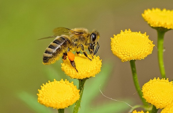 Εξοικονόμηση μελισσών και αγροτών