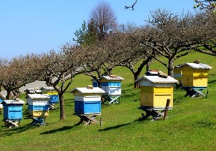 Μελισσοκομικό μητρώο –  Έως 20/10 οι δηλώσεις κατεχόμενων κυψελών