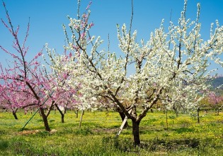 Μύγα Μεσογείου – Τι πρέπει να προσέξουν οι δενδροκαλλιεργητές
