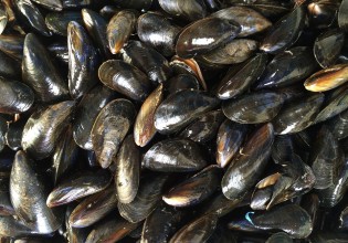 Καβάλα – Μαζικοί θάνατοι μυδιών και γόνου σε μυδοκαλλιέργειες