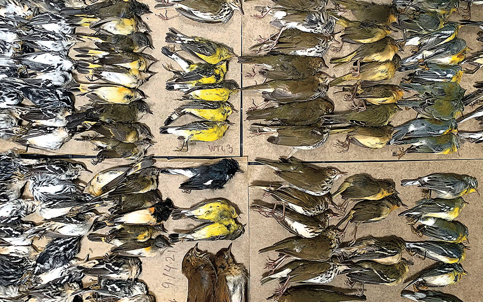 Νέα Υόρκη - Εκατοντάδες πουλιά σκοτώνονται κάθε εβδομάδα - Πέφτουν πάνω στους γυάλινους ουρανοξύστες
