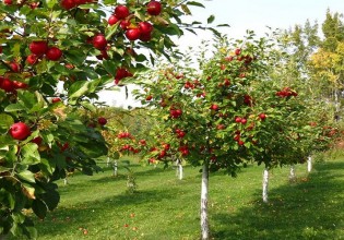 Κομφούζιο – Παράταση για την υποβολή παραστατικών