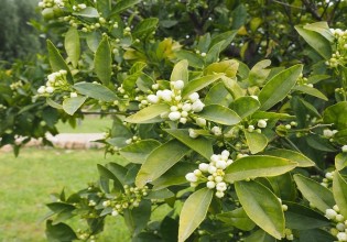 Εσπεριδοειδή – Πως θα περιοριστούν οι εντομολογικές προσβολές