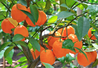 Εσπεριδοειδή – Ασθένειες και φθινοπωρινοί ψεκασμοί