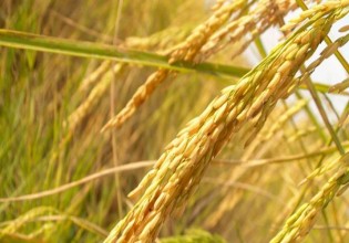 Ρύζι – Συμφωνία για αγορά προς 0,37 ευρώ/κιλό