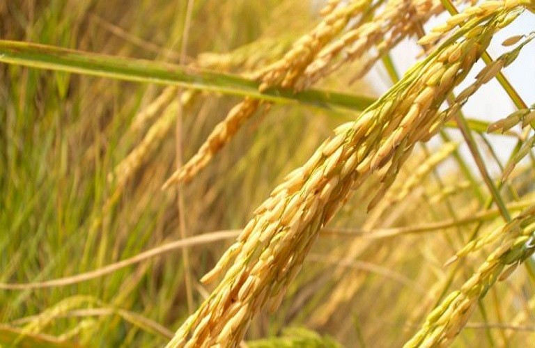 Ρύζι – Συμφωνία για αγορά προς 0,37 ευρώ/κιλό