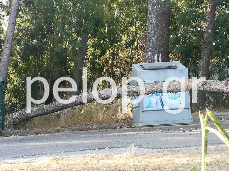 Πάτρα – Κινδύνεψαν τέσσερις άνθρωποι από την πτώση πεύκου