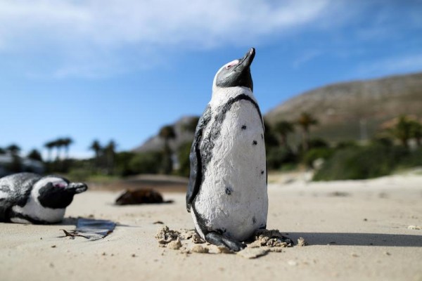 Νότια Αφρική – Νεκροί από τσιμπήματα μελισσών 63 πιγκουίνοι απειλούμενου είδους