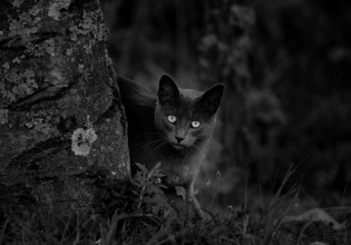 Μαύρες γάτες – Ένα καφέ στην Ιαπωνία είναι εξ ολοκλήρου αφιερωμένο στην «μαγεία» τους