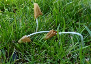 Γρεβενά – Εντοπίστηκαν 11 είδη άγριων μανιταριών