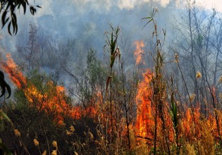 Συναγερμός για πυρκαγιά στο Κιλκίς σε δύσβατη περιοχή – Επιχειρούν και εναέρια μέσα