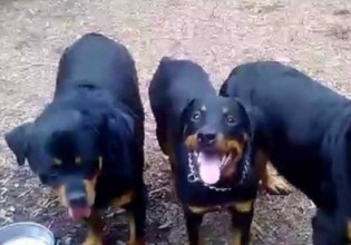 Κοζάνη- Ένοχοι οι ιδιοκτήτες ροτβάιλερ για τον θάνατο του 5χρονου Στάθη