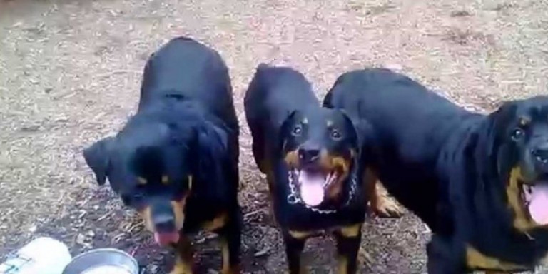 Κοζάνη- Ένοχοι οι ιδιοκτήτες ροτβάιλερ για τον θάνατο του 5χρονου Στάθη