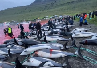 Ματωμένο φιόρδ: Κατακραυγή για τη σφαγή 1.400 δελφινιών στις Φερόες