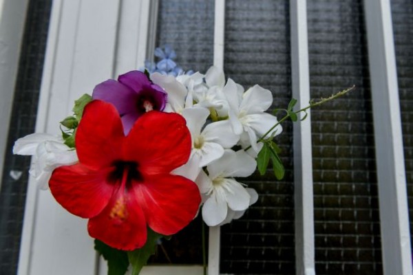 Μίκης Θεοδωράκης – Συγκινητικές στιγμές στο σπίτι του – Τον αποχαιρετούν με ένα λουλούδι στην πόρτα