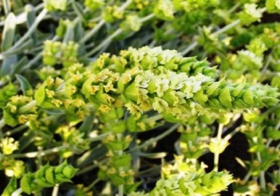 Τσάι του βουνού – Η καλλιέργεια 