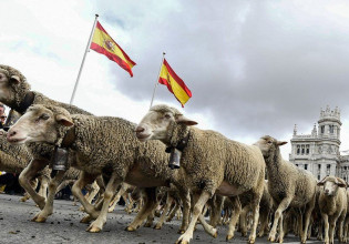 Μαδρίτη – Πρόβατα κατέκλυσαν τους δρόμους ισπανικής πρωτεύουσας