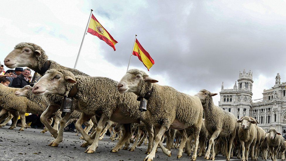 Μαδρίτη – Πρόβατα κατέκλυσαν τους δρόμους ισπανικής πρωτεύουσας