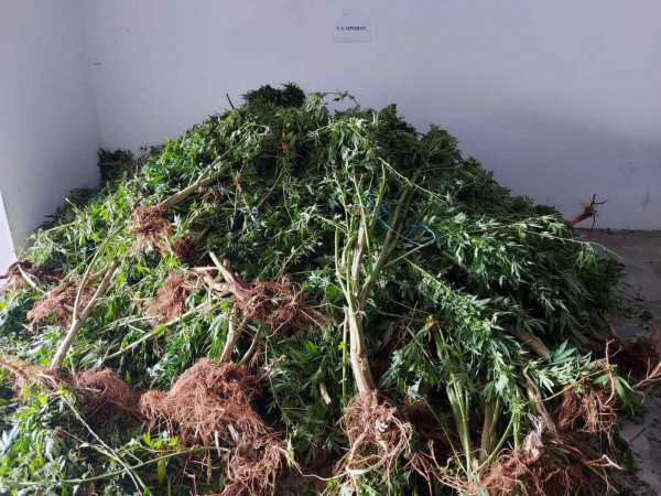 Εντοπίστηκε φυτεία δενδρυλλίων κάνναβης σε δασώδη περιοχή στον Αυλώνα – Μία σύλληψη