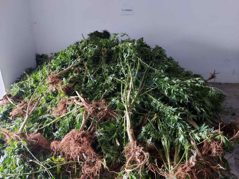 Εντοπίστηκε φυτεία δενδρυλλίων κάνναβης σε δασώδη περιοχή στον Αυλώνα – Μία σύλληψη