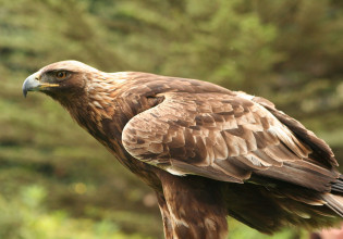 Ακόμα ένας απειλούμενος χρυσαετός πέθανε από φόλα στο νομό Δράμας