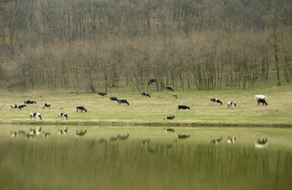 Τριετής απαγόρευση βόσκησης σε Δρακόλιμνη και Ριζίνα