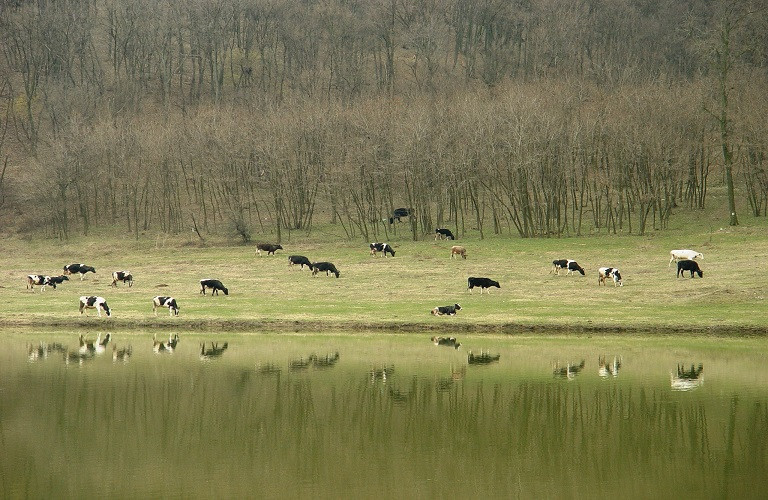 Τριετής απαγόρευση βόσκησης σε Δρακόλιμνη και Ριζίνα
