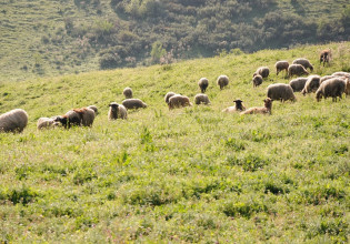 Τι αλλάζει στην κατανομή βοσκοτόπων
