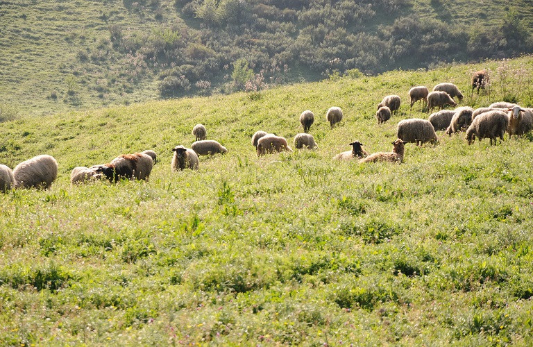 Τι αλλάζει στην κατανομή βοσκοτόπων