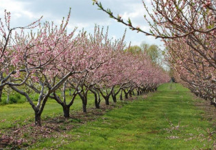 Πήρε έγκριση η πληρωμή των αγροπεριβαλλοντικών μέτρων