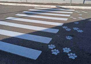 Διαβάσεις σκύλων στη Σαλαμίνα