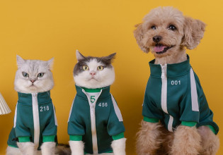 Squid Game – Τώρα μπορεί και το κατοικίδιο σας να παίξει το «παιχνίδι του καλαμαριού»