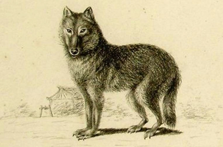 Πού πρωτοεμφανίστηκε ο σκύλος; Την απάντηση ίσως έχει ο μυστηριώδης λύκος της Ιαπωνίας