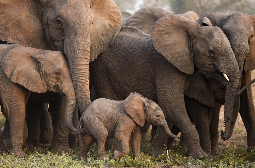 Χωρίς χαυλιόδοντες: Πώς η λαθροθηρία άλλαξε την εξελικτική πορεία των ελεφάντων