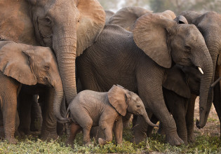 Χωρίς χαυλιόδοντες: Πώς η λαθροθηρία άλλαξε την εξελικτική πορεία των ελεφάντων