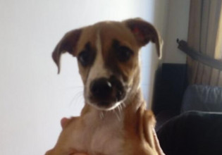 Κρήτη – Εφαρμόστηκε για πρώτη φορά ο νόμος για τα ζώα συντροφιάς – Κακοποιημένο κουτάβι απομακρύνθηκε από την ιδιοκτήτριά του