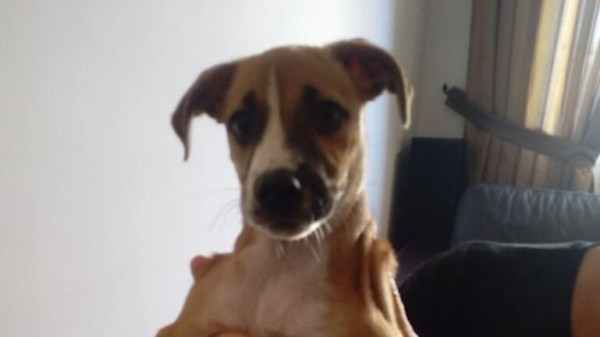 Κρήτη – Εφαρμόστηκε για πρώτη φορά ο νόμος για τα ζώα συντροφιάς – Κακοποιημένο κουτάβι απομακρύνθηκε από την ιδιοκτήτριά του