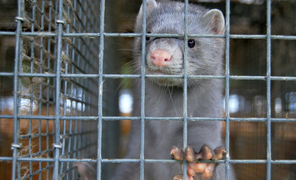 Κοροναϊός – Πειραματικό εμβόλιο για μινκ χορηγείται σε φινλανδικά εκτροφεία