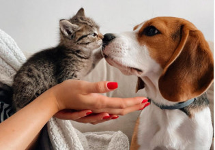 Παγκόσμια ημέρα των ζώων – Τι ζώδιο είναι ο πιστός σας φίλος;