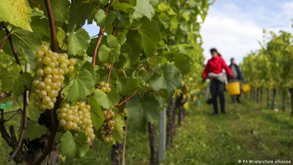 Η κλιματική αλλαγή ευνοεί το βρετανικό κρασί